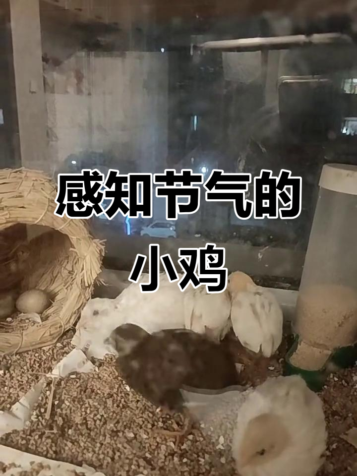 小鸡感知节气,从伏天到立秋的成长与变化
