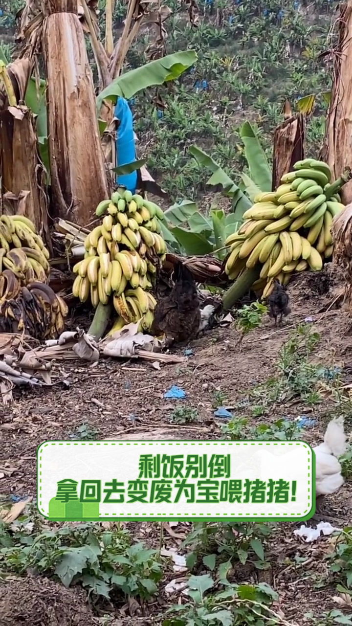 剩饭别倒,拿回去变废为宝喂猪猪!