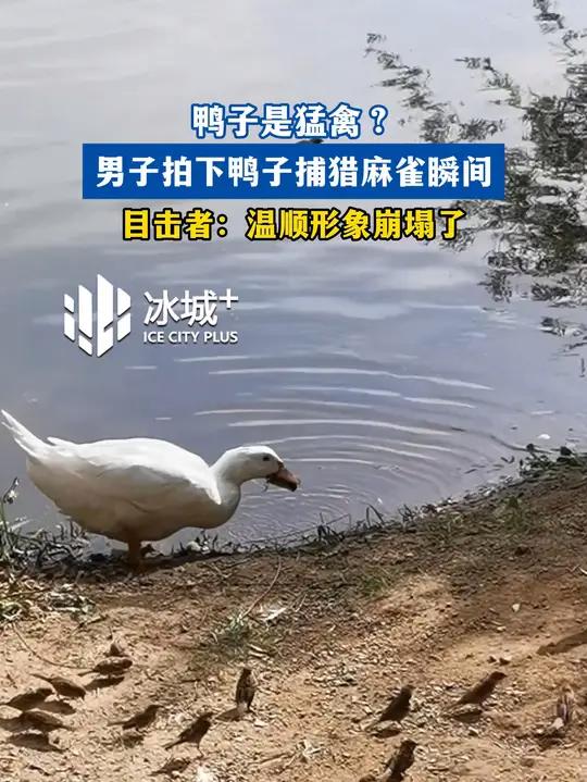 鸭子是猛禽?男子拍下鸭子捕猎麻雀瞬间 目击者:温顺形象崩塌了
