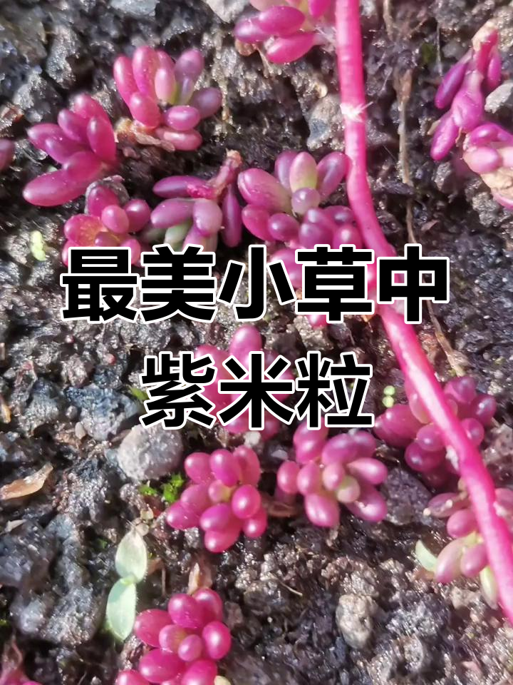 紫米粒小多肉,生命力顽强,草丛中的奇迹
