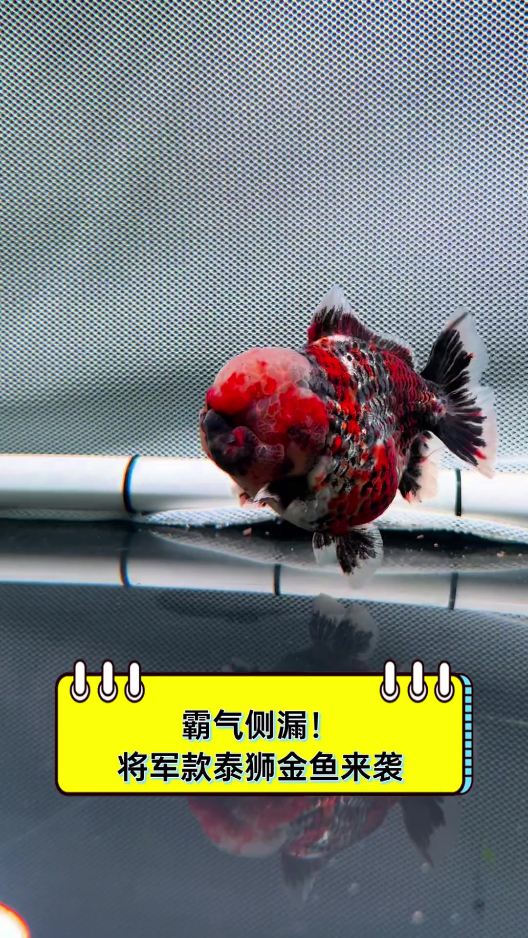 霸气侧漏!将军款泰狮金鱼来袭