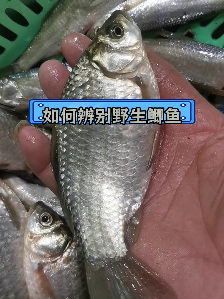 野生鲫鱼与养殖的区别解析