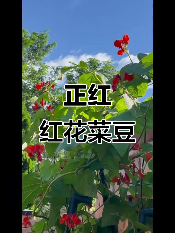 红花菜豆正红色，太美了！