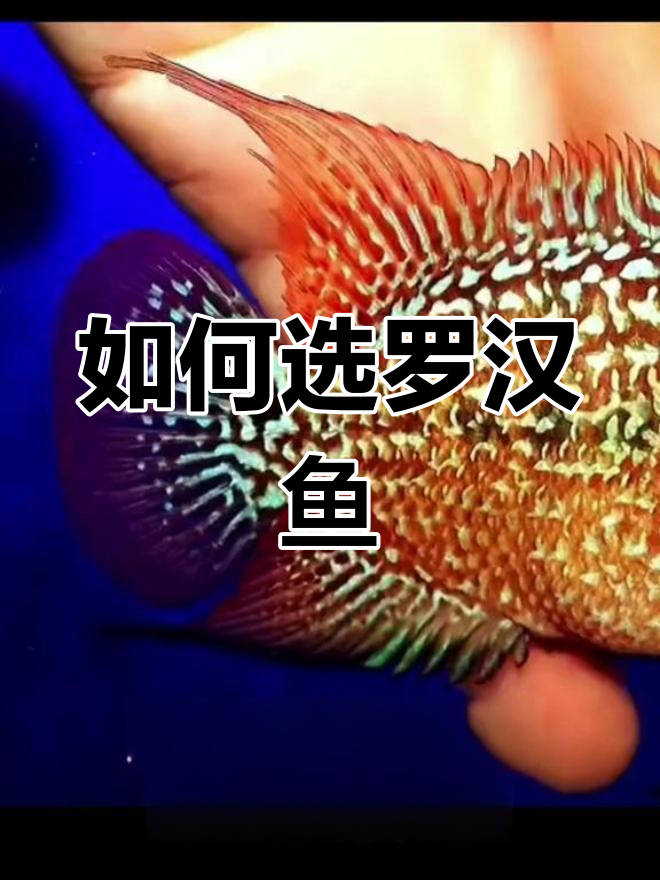 罗汉鱼挑选全攻略:颜色、体型与纹路拉线解析