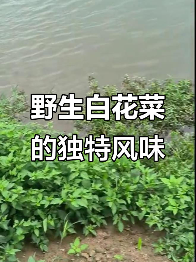 野生白花菜,甘苦口感让人怀念,市场买不到这种味道