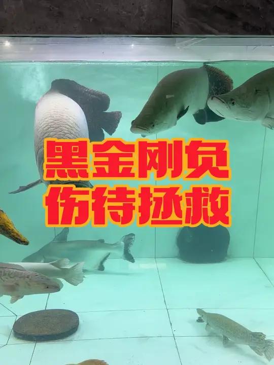 黑金刚负伤,危机四伏