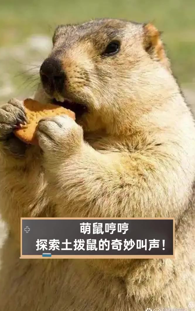 萌鼠哼哼,探索土拨鼠的奇妙叫声!