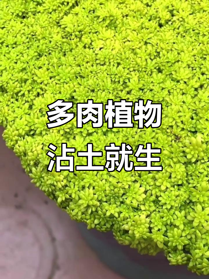 轻松养不死!这些多肉植物粘土就能活,爆盆超简单