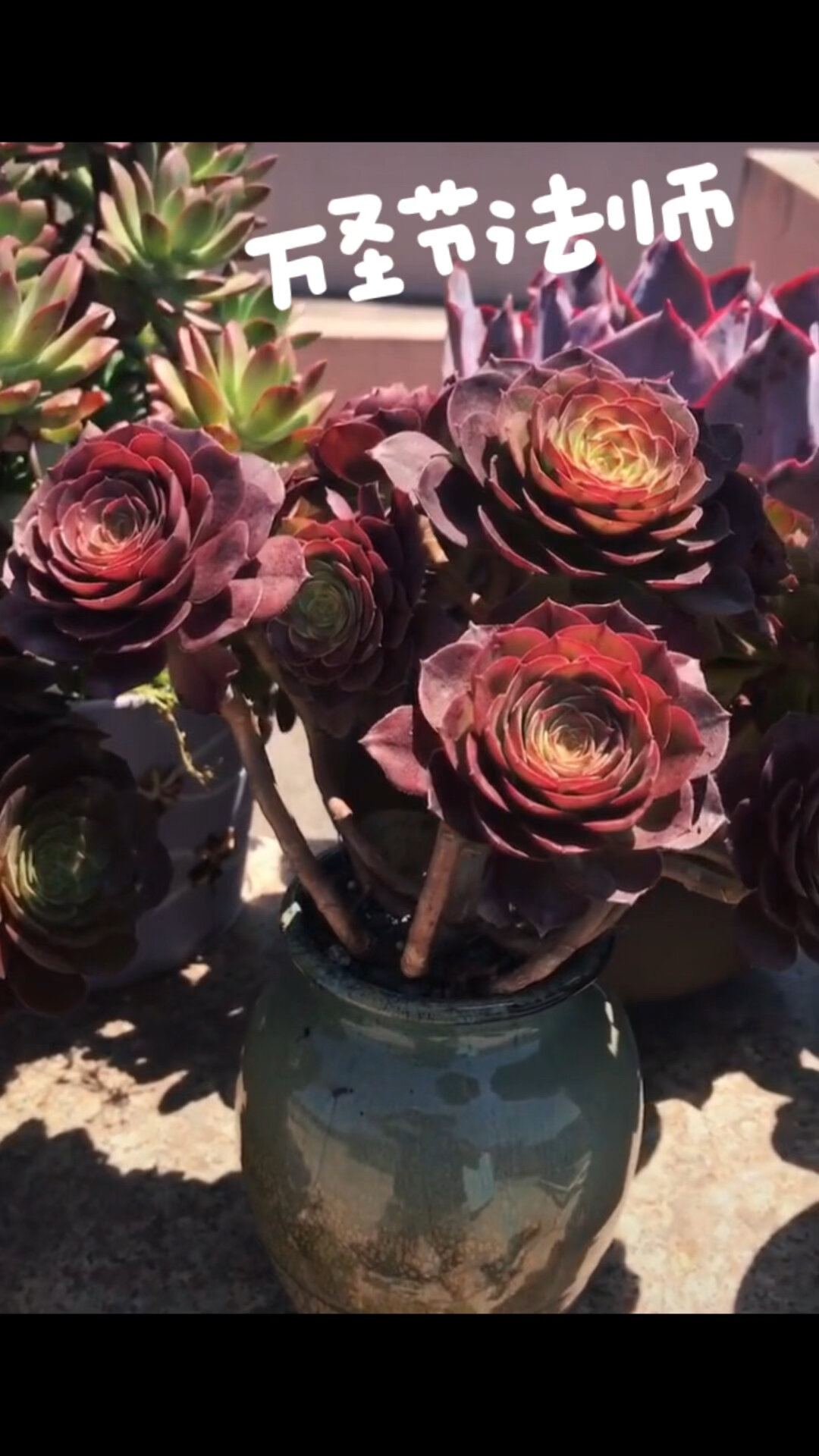 绝美万圣节法师,又名沙拉碗红心法师!