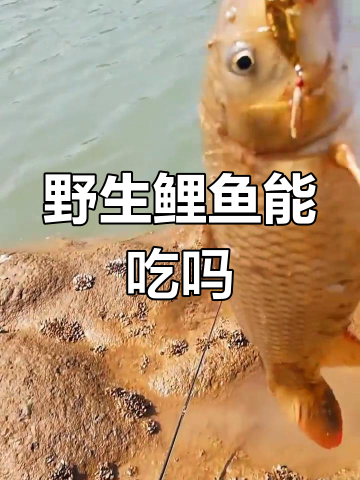 鲤鱼真的有毒吗?