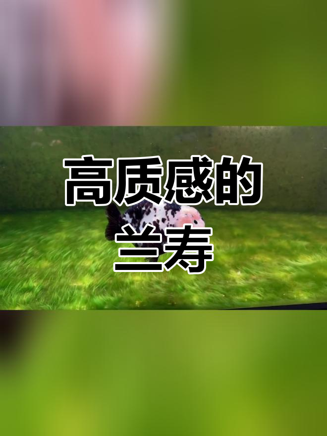兰寿金鱼,纹理清晰,质感十足