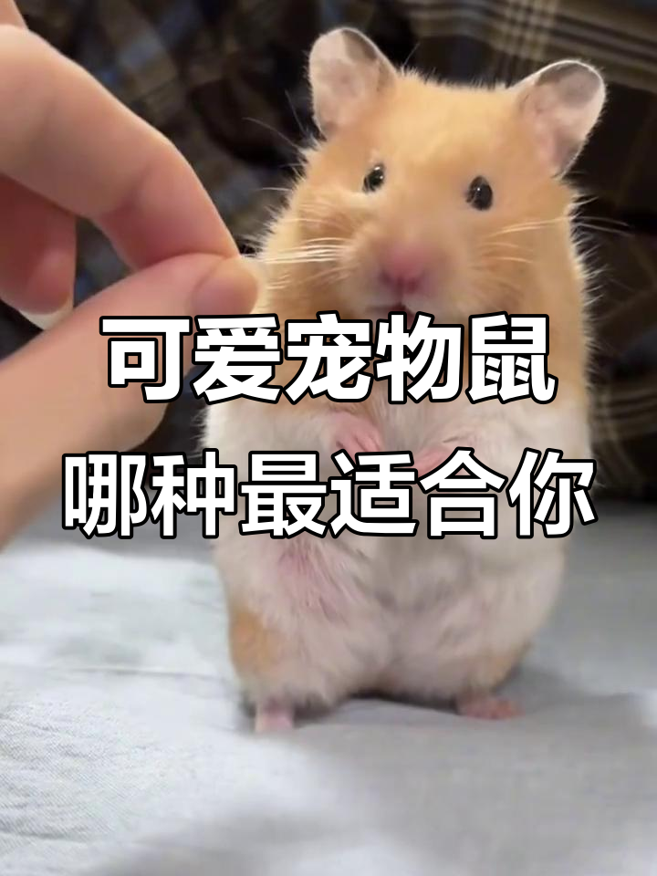 这些鼠类能养吗?西伯利亚五鼠到毛斯鼠全解析