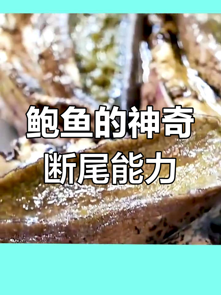 鲍鱼的外壳竟然能自我修复