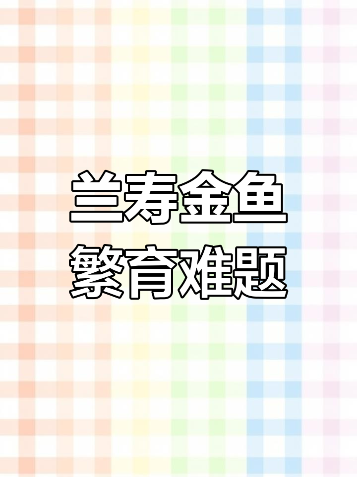 兰寿金鱼繁殖大作战,前三批孵化太多喂不过来