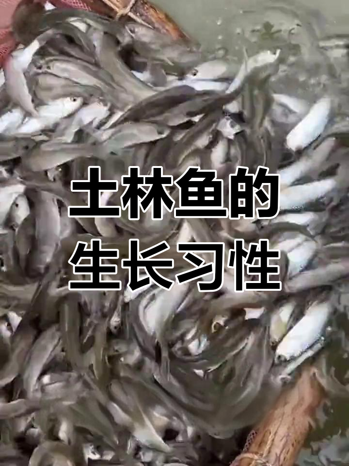 鲮鱼养殖条件与品种介绍