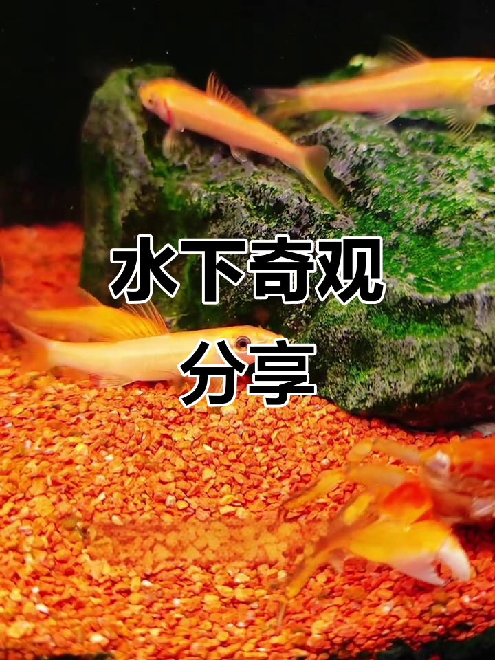 这是我的鱼，大家有好看的鱼儿吗？一起分享水下的奇妙世界！