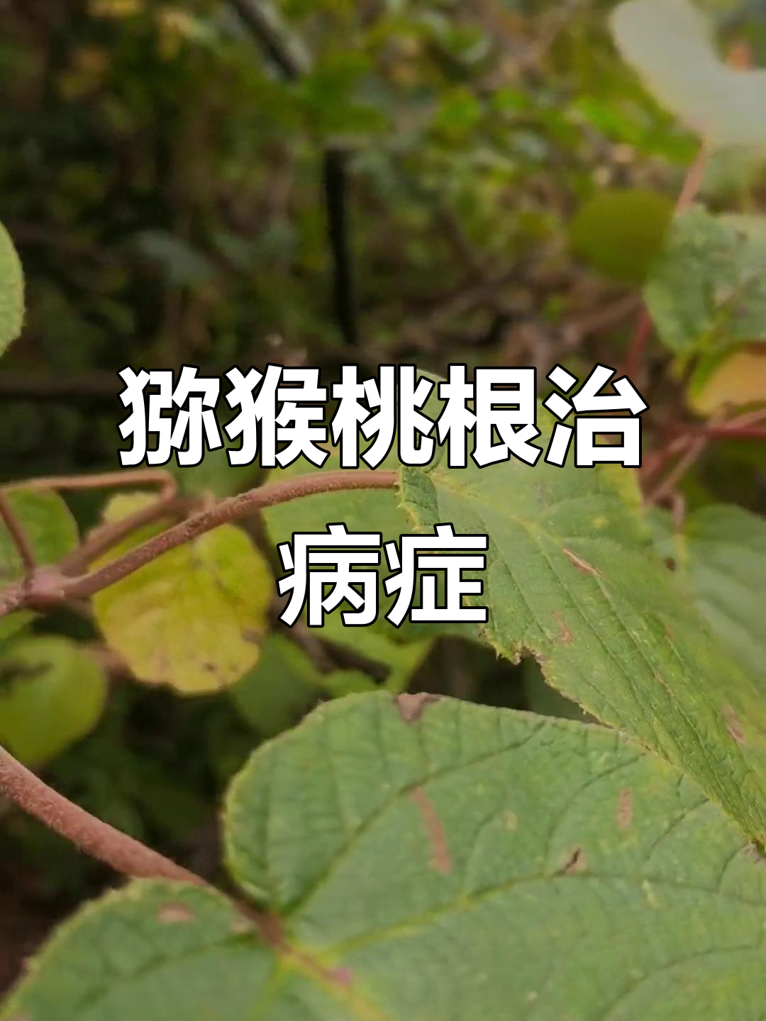 猕猴桃根的神奇作用,竟然能治这些病!