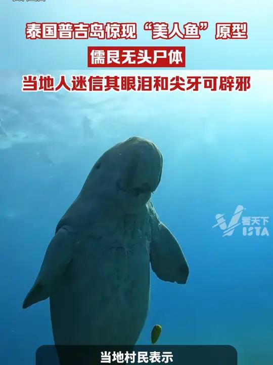 泰国普吉岛一码头惊现“美人鱼”原型儒艮的无头尸体,当地人称疑因其可辟邪的迷信传言而被猎杀