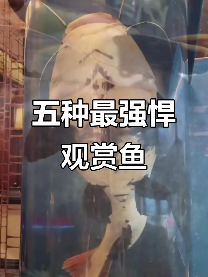 五大最凶猛观赏鱼，谁能称霸水族箱？