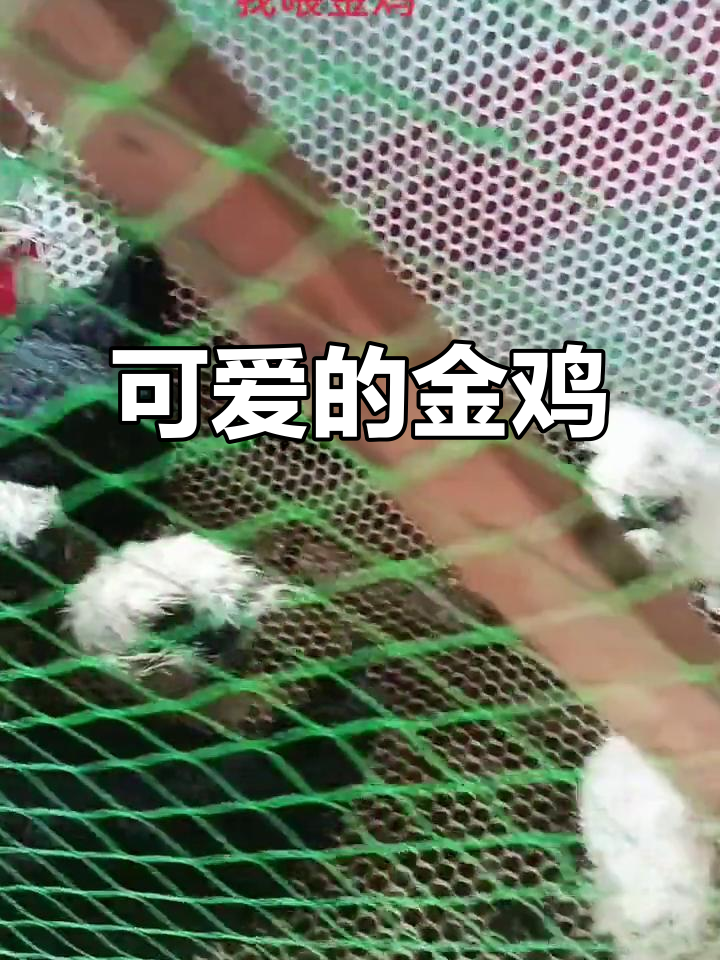 这只金鸡太可爱了，公母都有，简直让人爱不释手