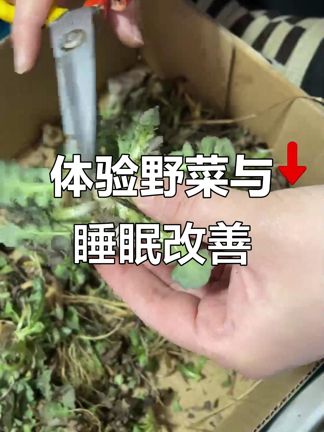 上山挖苦麻菜,尝正宗酸枣仁!