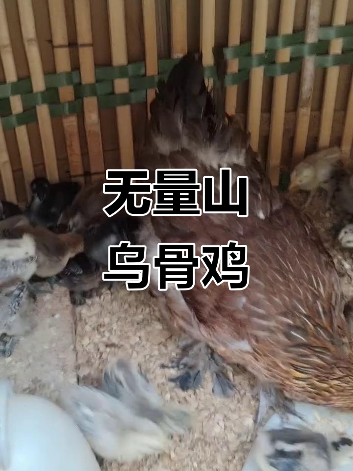 云南无量山乌骨鸡：纯种土鸡的独特魅力