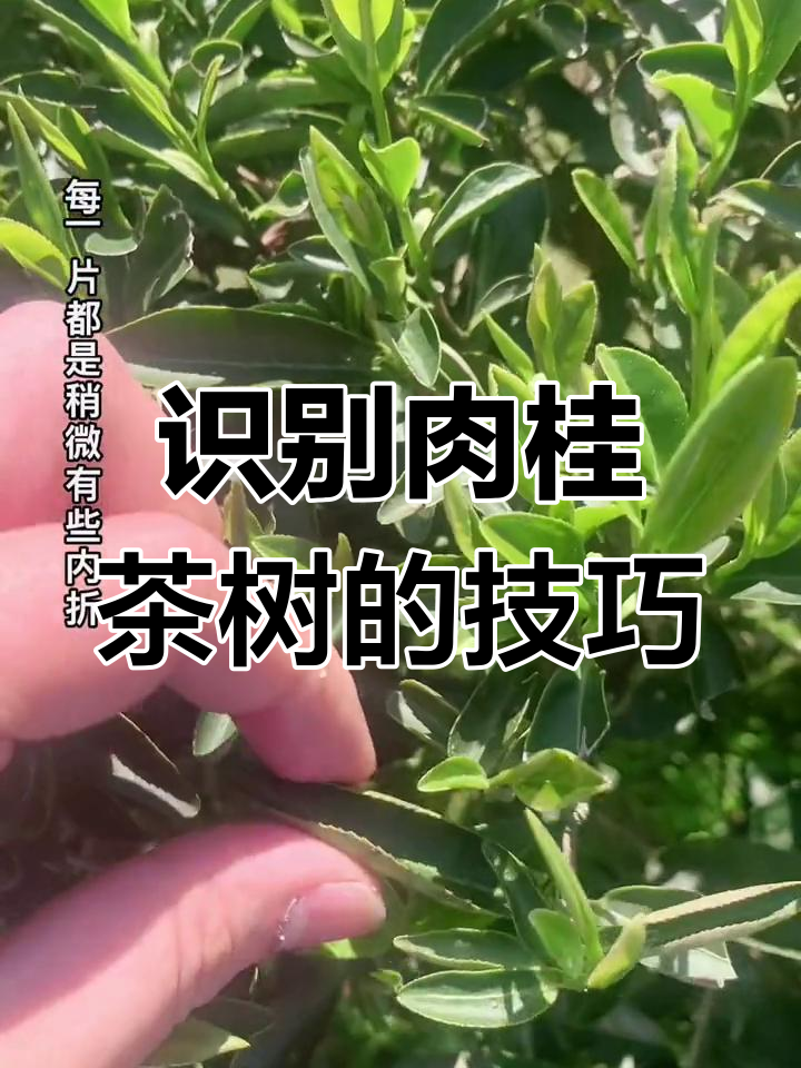 如何分辨肉桂茶树?掌握这些特征轻松辨别