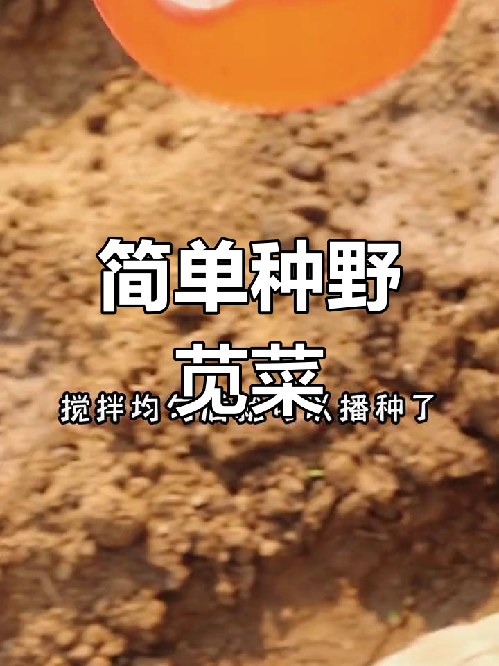 野苋菜种植全攻略,轻松学会