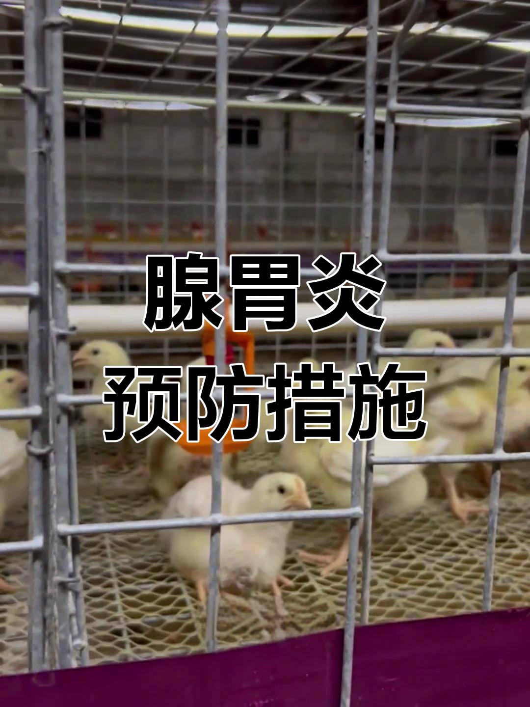 冬季肉鸡腺胃炎防治要点