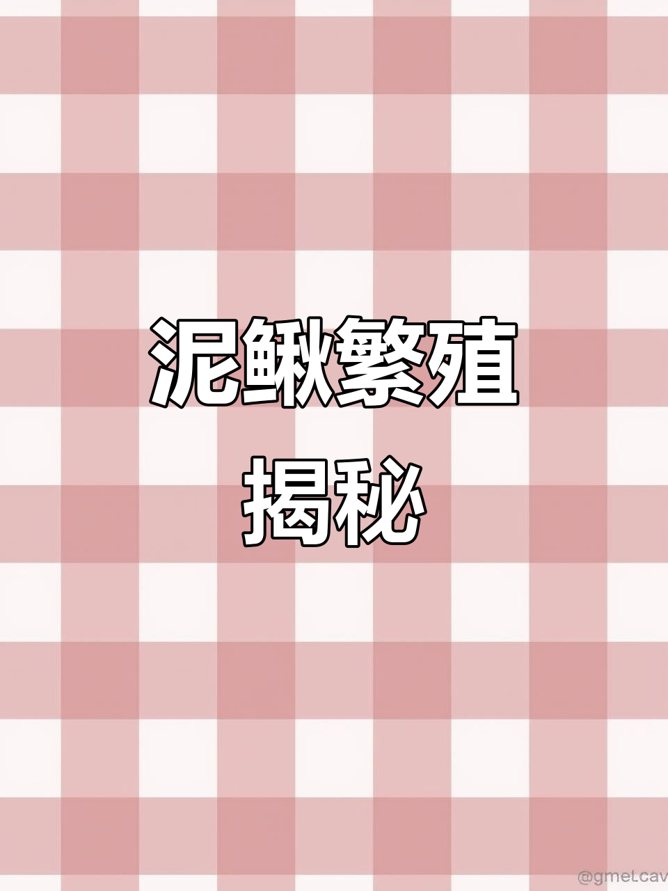 泥鳅繁育过程，见证生命奇迹！