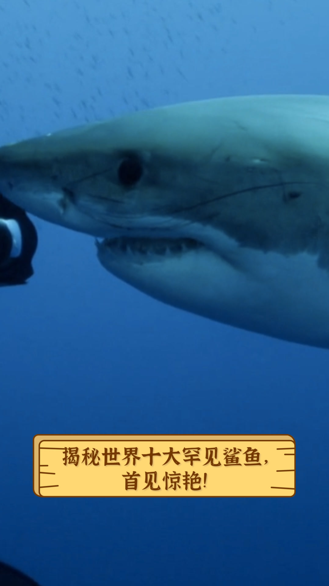 揭秘世界十大罕见鲨鱼，首见惊艳！