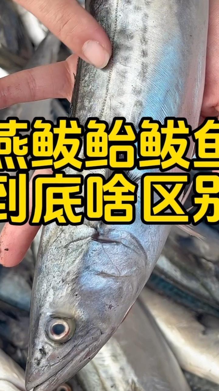 燕鲅鱼跟鲐鲅鱼，到底有啥区别