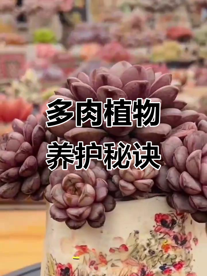 轻松养好多肉葡萄,耐心和时间是最好的肥料