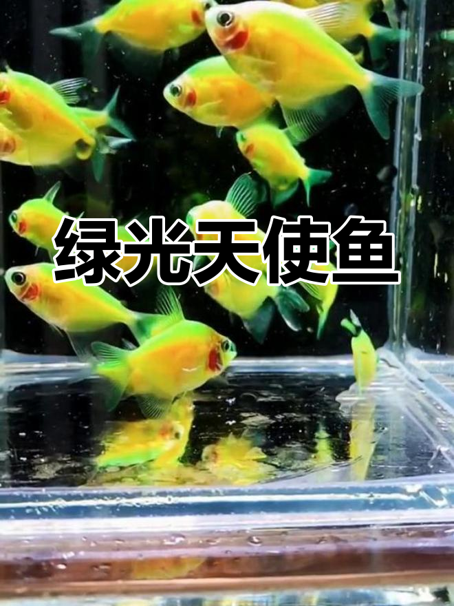 青苹果天使鱼:绿色荧光覆盖全身,观赏鱼的绝佳选择