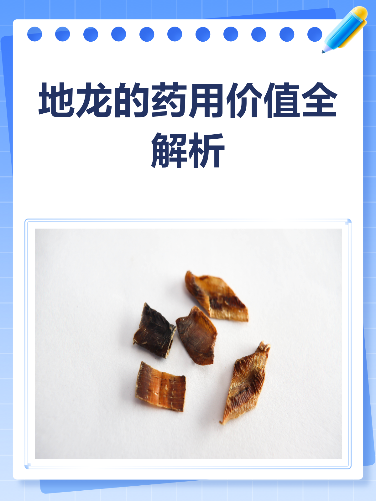 地龙不只是蚯蚓!揭秘它的神奇药用价值