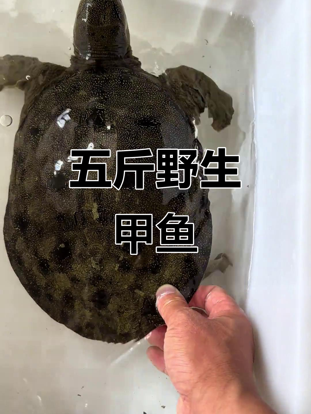 野生甲鱼大揭秘：四斤九两母甲鱼的独特魅力