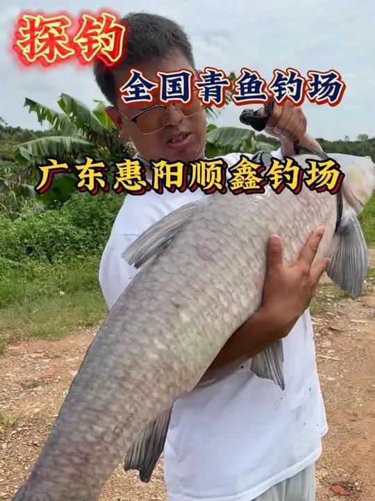 黑坑钓青鱼方法对了盘板很简单,钓友们今天又是吃肉的一天!