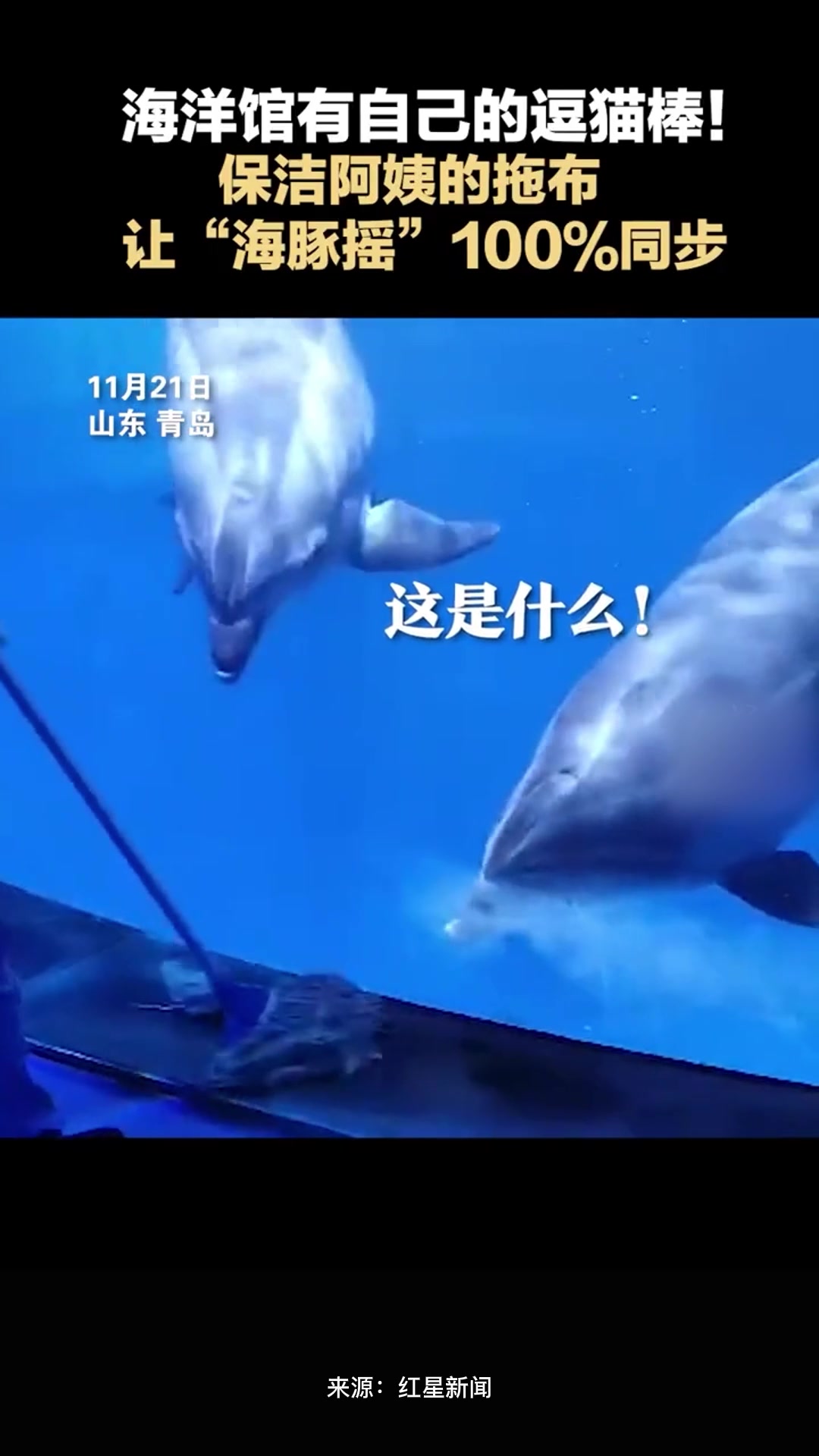海洋馆有自己的逗猫棒!保洁阿姨的拖布让“海豚摇”100%同步