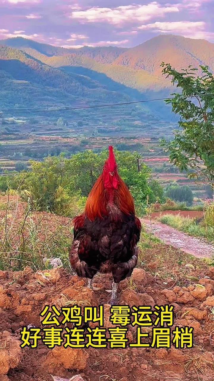 我的乡村生活，聆听原声公鸡打鸣的美妙声音