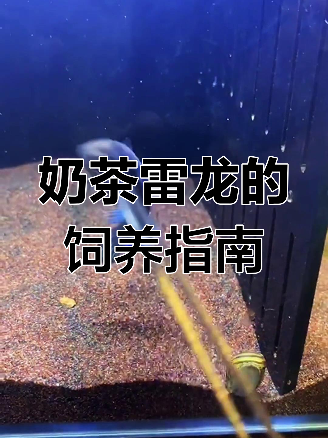 阿萨姆雷龙:温和的奶茶鱼