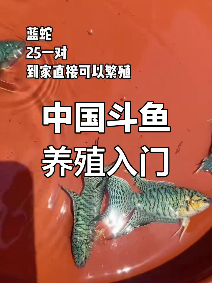 中国斗鱼养殖技巧:如何挑选健康母子,轻松繁殖