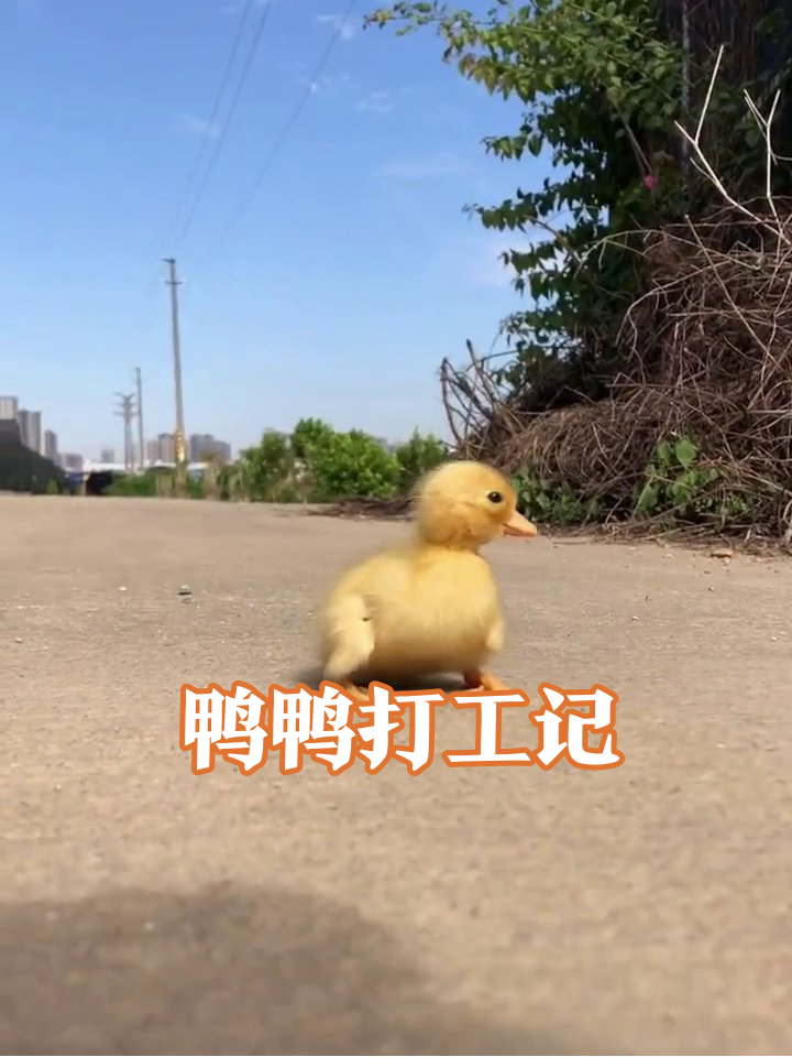 小黄鸭独自巡视领地，走两步歇三步，小短腿跑出表情包