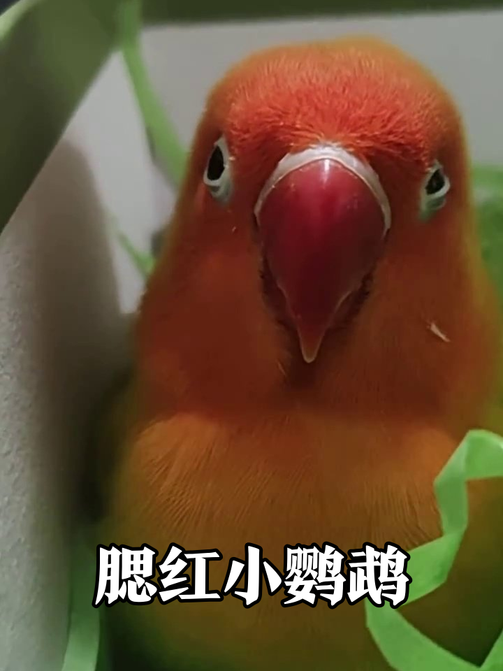 腮红鹦鹉礼盒开箱！张嘴要饭萌化了