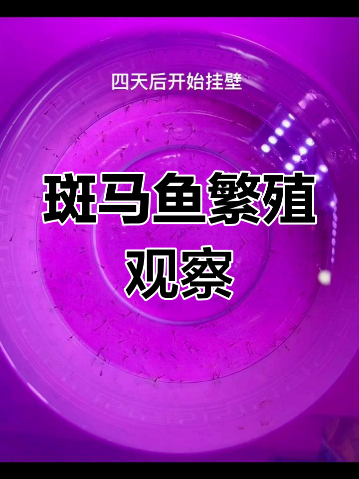 斑马鱼产卵过程全纪录