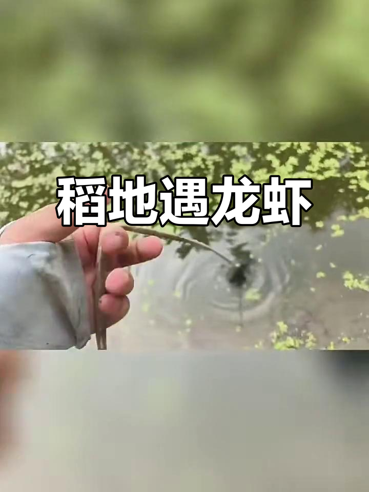 稻田里意外发现小龙虾,竟然藏在这条河里!