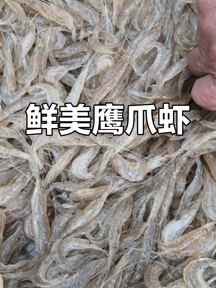 鹰爪虾:海米原料与美味之选