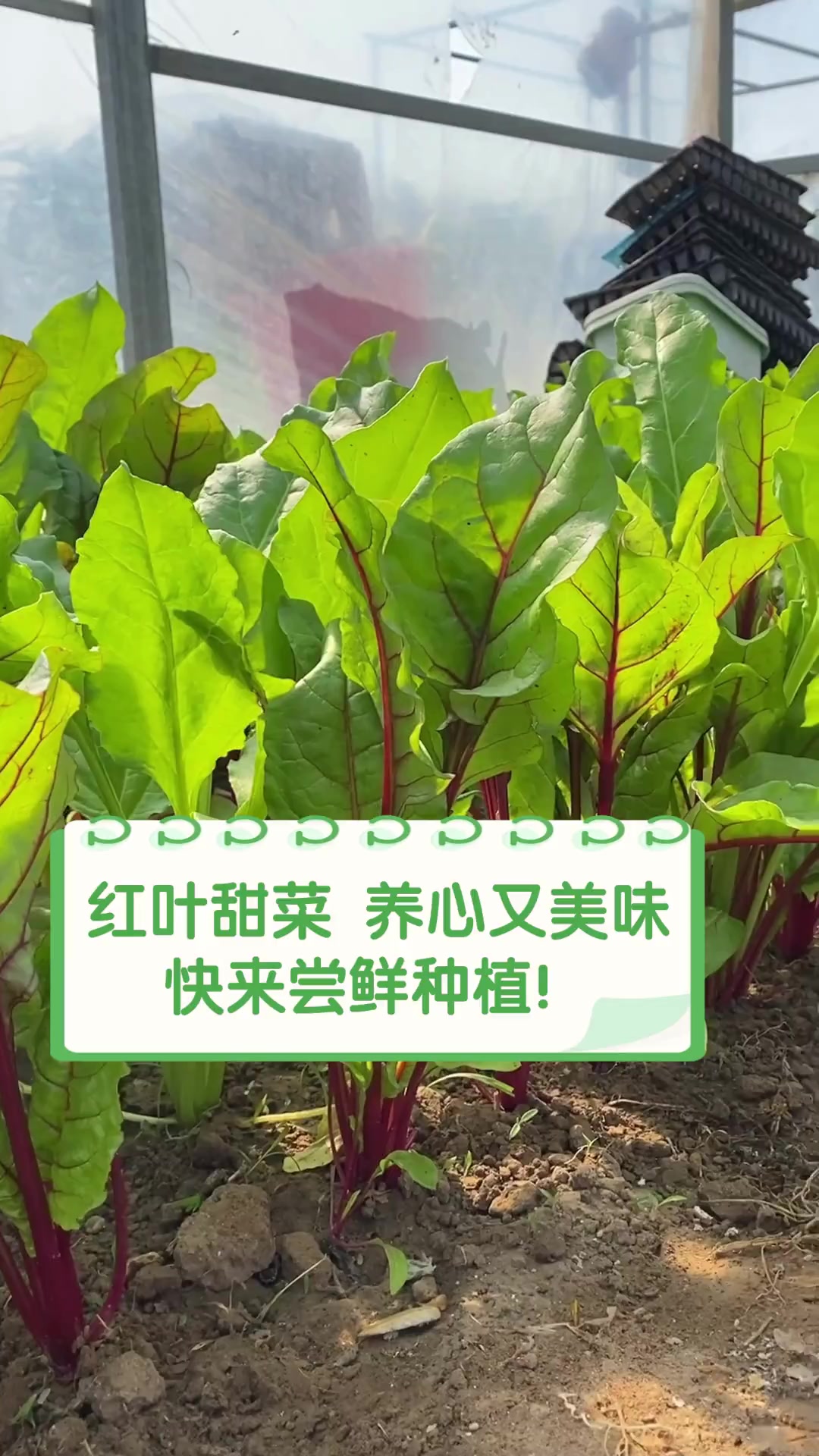 红叶甜菜,养心又美味,快来尝鲜种植!