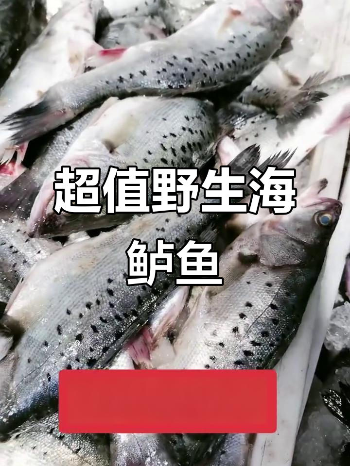 野生海鲈鱼,鲜美又实惠!