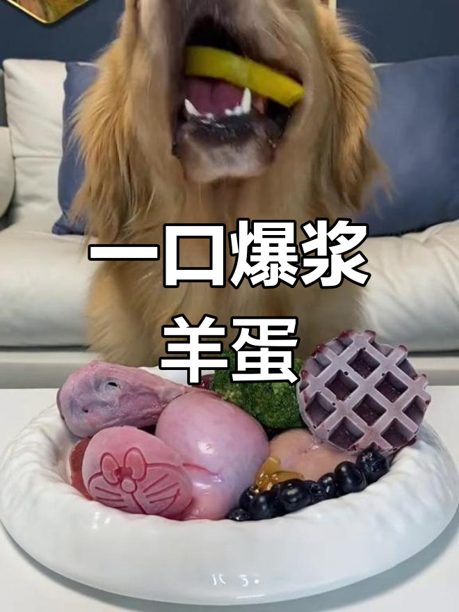 狗狗的爆浆羊蛋蛋大餐