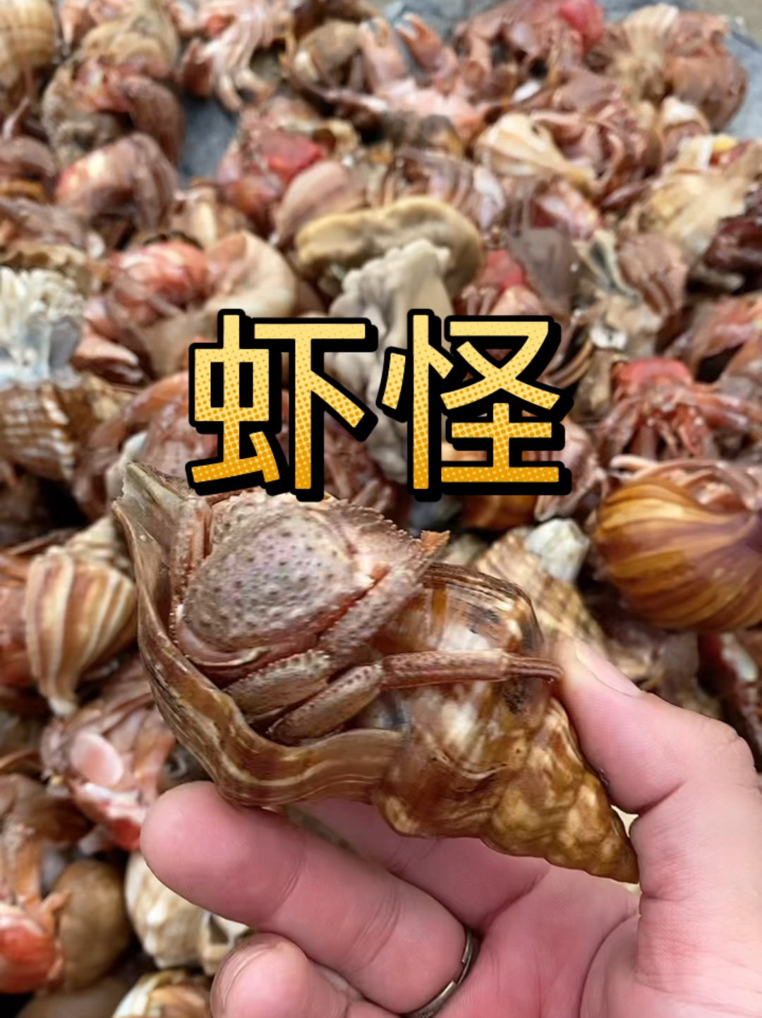 给大家完整介绍一下虾怪